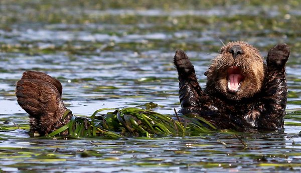 03seaotter-1510344772