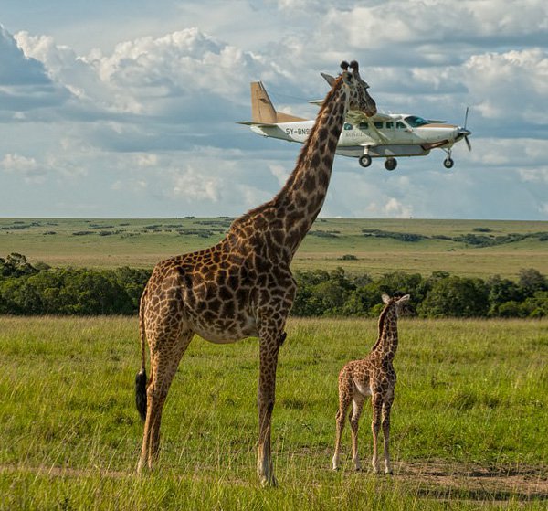 04girragge-1510344775