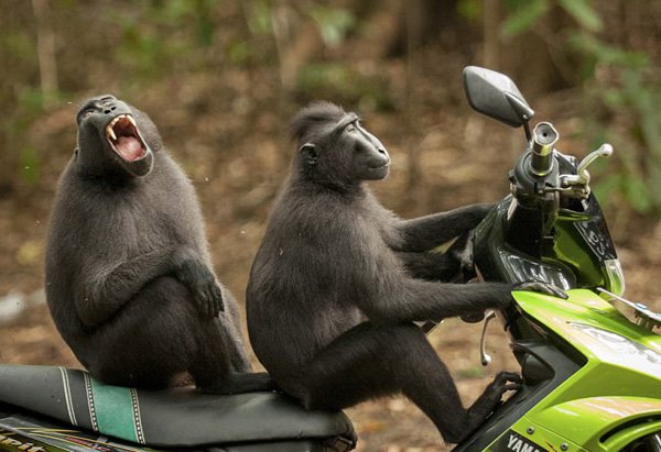 05bikemonkey-1510344777