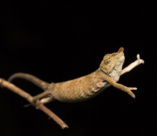 06chemeleon-1510344783