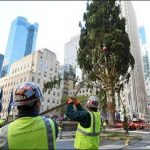 New York: installed a 75-foot high-walled christmas tree