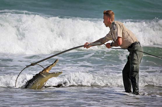 People scared watching the crocodiles on the coast in Los Angeles