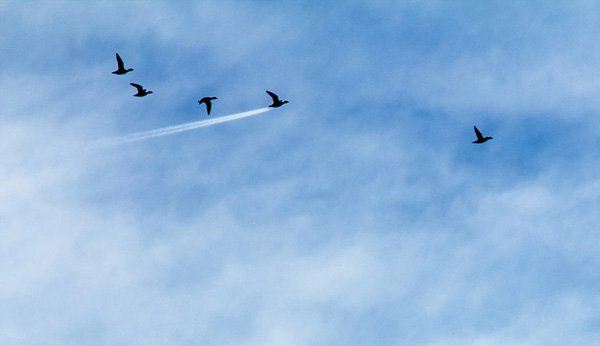 11birdplane-1510344797