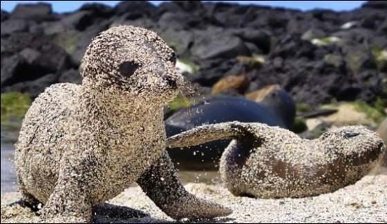 The river bull got a new friend