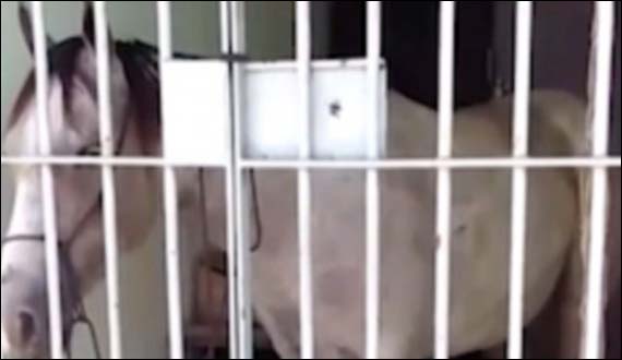 The horses also took the lock up