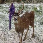 Barasingha became celebraty in British columbia province of canada