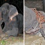 Elephant got freedom chained from 50 years