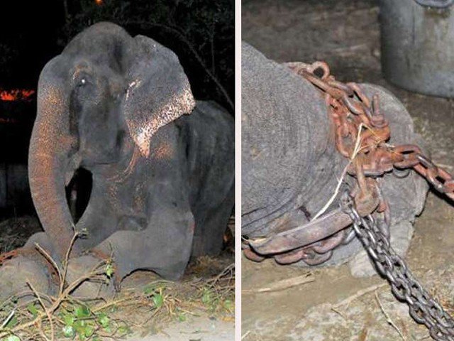 Elephant got freedom chained from 50 years