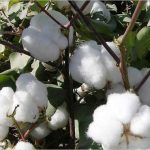 The trend of fasting in prices of stuck and cotton wool in the country