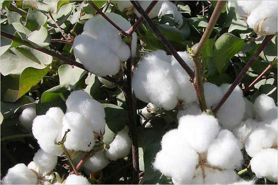 The trend of fasting in prices of stuck and cotton wool in the country