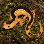 Rare lizard again discover after 42 years