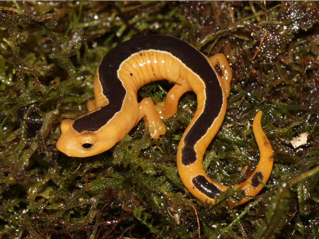 Rare lizard again discover after 42 years