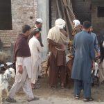 Cattle market looks in the streets of Madina Town Chakwal and the problem of the public