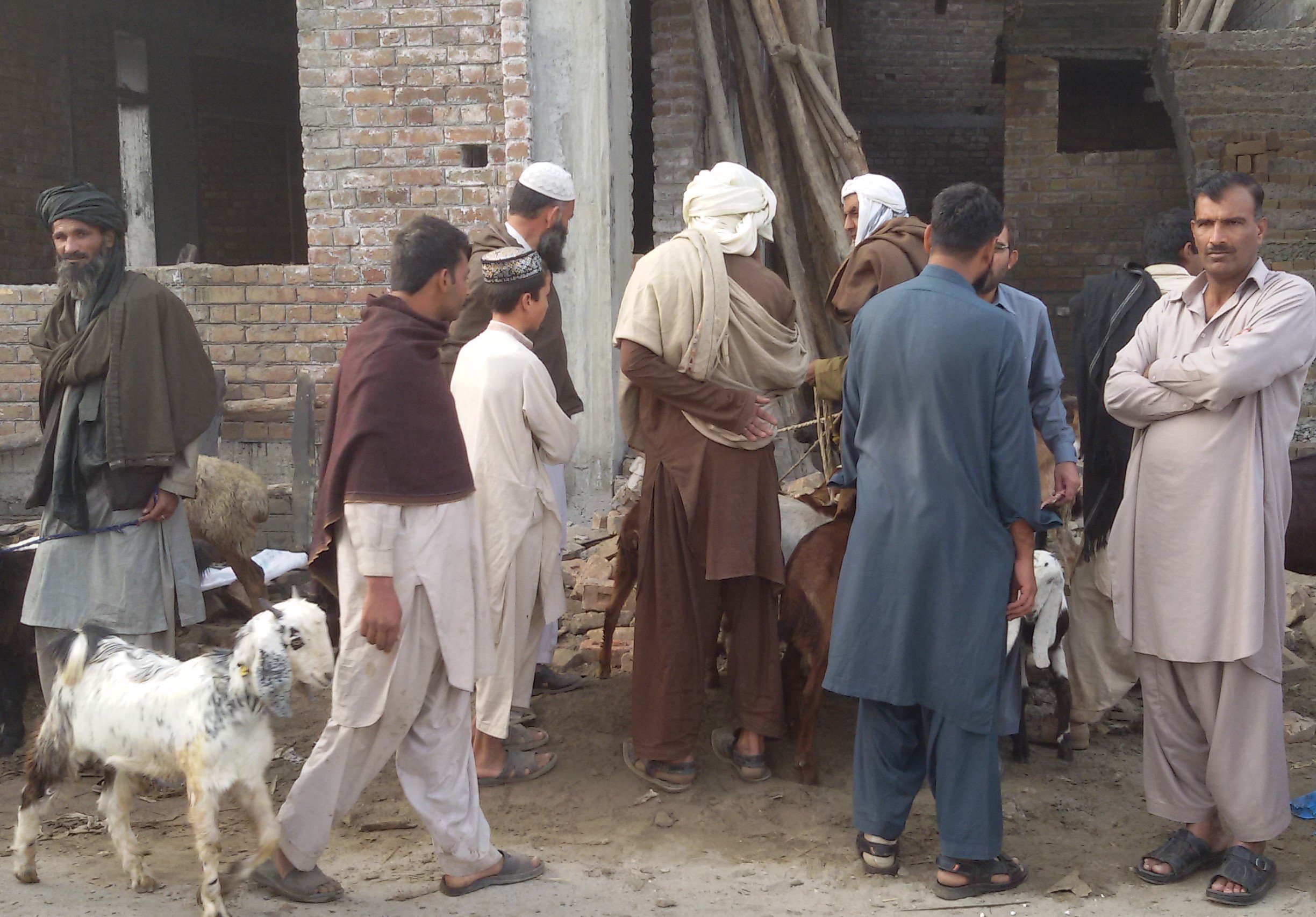 Cattle market looks in the streets of Madina Town Chakwal and the problem of the public