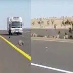 Thousands of monkeys came out on Saudi Arabia's busiest highway