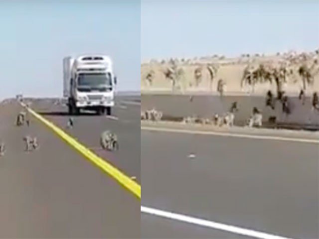 Thousands of monkeys came out on Saudi Arabia's busiest highway
