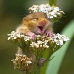 Interesting pictures of animals forced to smile you