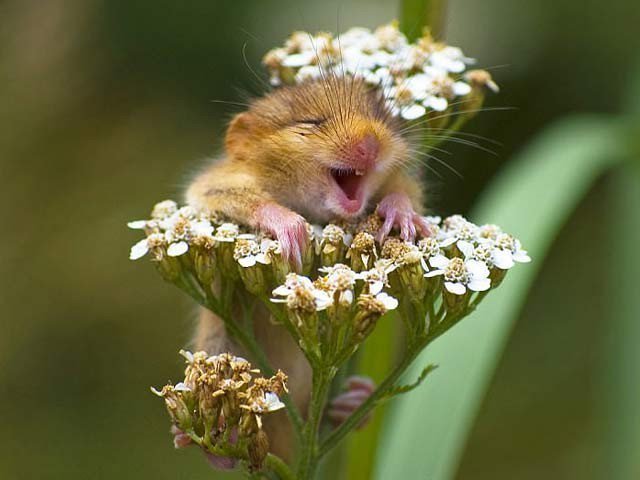 Interesting pictures of animals forced to smile you