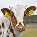 Decision to make animal identification cards in Pakistan