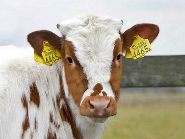 Decision to make animal identification cards in Pakistan
