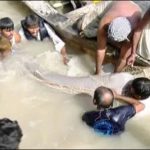 2 blind dolphins of rare generation were saved from Kirthar canal