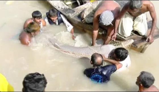 2 blind dolphins of rare generation were saved from Kirthar canal