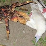 Video viral of appalling crab to hunt bird