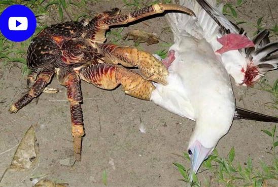 Video viral of appalling crab to hunt bird