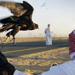 Ask from the Punjab government to allow the hunting to the Qatari prince