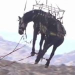 California: The horse trapped in the hunt was rescued from the helicopter