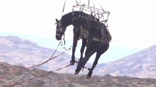 California: The horse trapped in the hunt was rescued from the helicopter