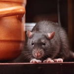 Easy household breaks to mice run away from home