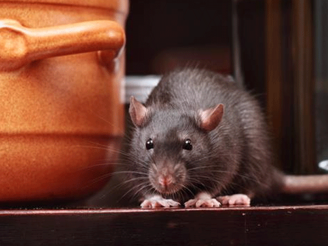 Easy household breaks to mice run away from home