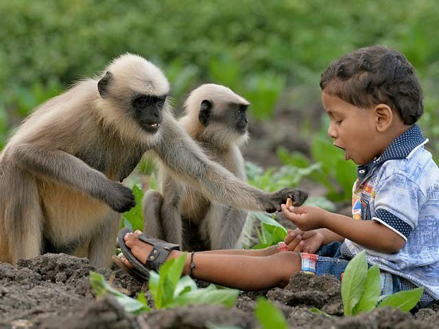 MONKEY'S, MADE, FRIENDSHIP, OF,, TWO, YEAR, OLD, BABY, IN, INDIA