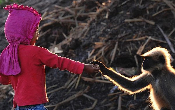 MONKEY'S, MADE, FRIENDSHIP, OF,, TWO, YEAR, OLD, BABY, IN, INDIA