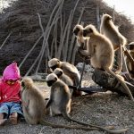 MONKEY'S, MADE, FRIENDSHIP, OF,, TWO, YEAR, OLD, BABY, IN, INDIA
