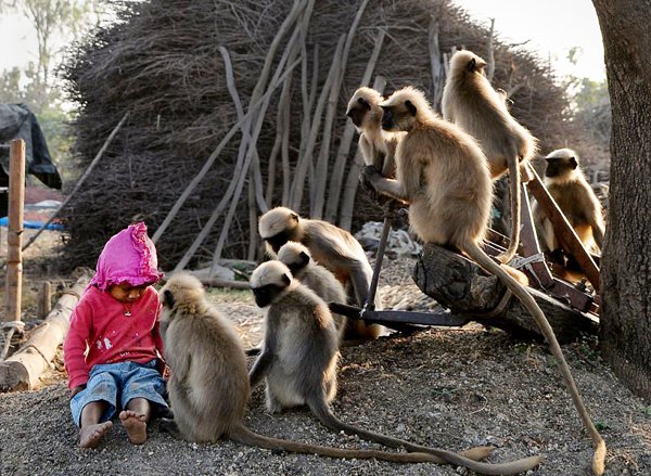 MONKEY'S, MADE, FRIENDSHIP, OF,, TWO, YEAR, OLD, BABY, IN, INDIA