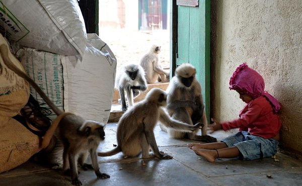 MONKEY'S, MADE, FRIENDSHIP, OF,, TWO, YEAR, OLD, BABY, IN, INDIA
