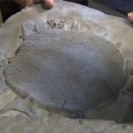 Discovered six crores years old turtles remaining in Mexico