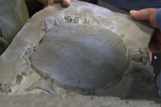 Discovered six crores years old turtles remaining in Mexico