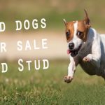 Cheat on social media, looting in animal sales