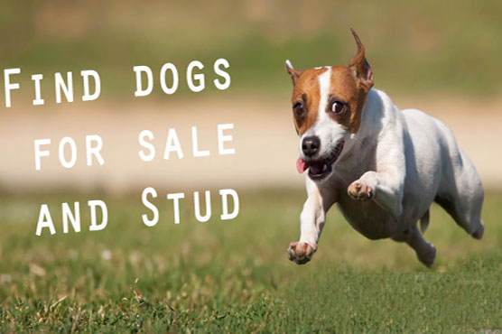 Cheat on social media, looting in animal sales