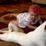 The dog taught the buddy baby to walk at knees