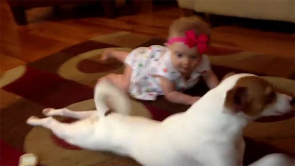 The dog taught the buddy baby to walk at knees