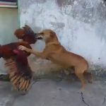Chicken take doggy races