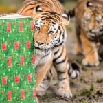 Tiger's wonderful invasion in Germany's Zoo