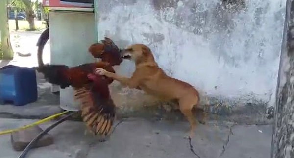 Chicken take doggy races