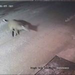 Deer entry in American school