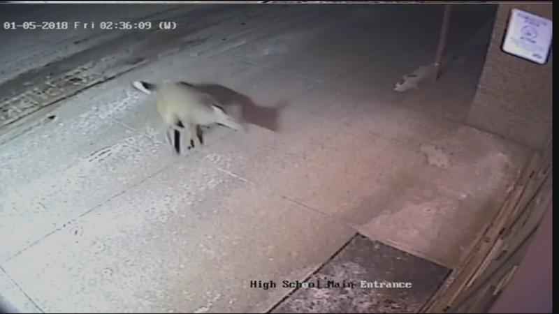 Deer entry in American school