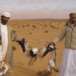 The Senate Committee expressed anxiety on Arabs are allowed to hunting